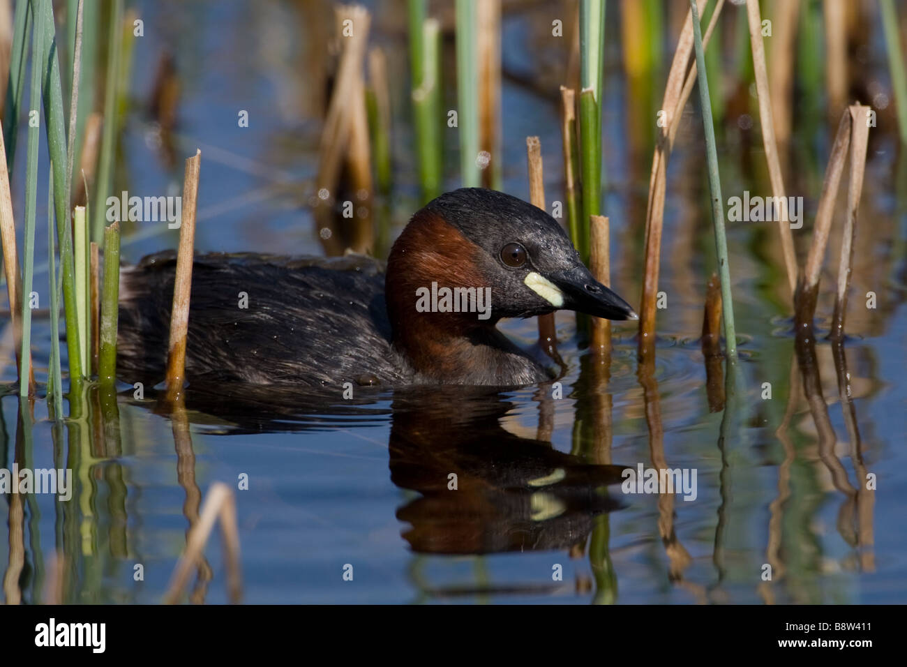 Zwergtaucher, Tachybaptus ruficollis Stockfoto