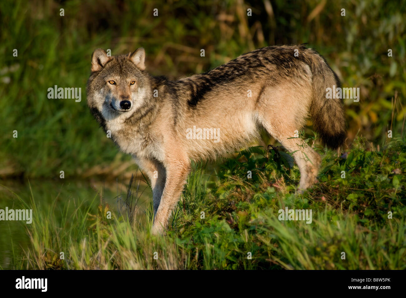 Grauer Wolf, Minnesota Stockfoto