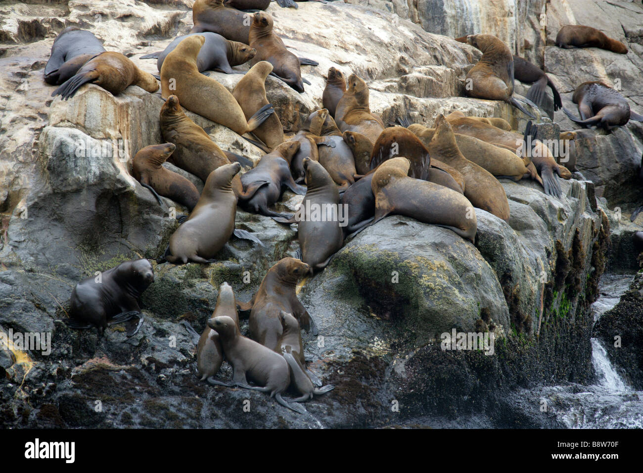 Südamerikanischen Seelöwen-Kolonie, Otaria Flavescens, Palomino-Inseln, Inseln Callao, Lima, Peru, Südamerika Stockfoto