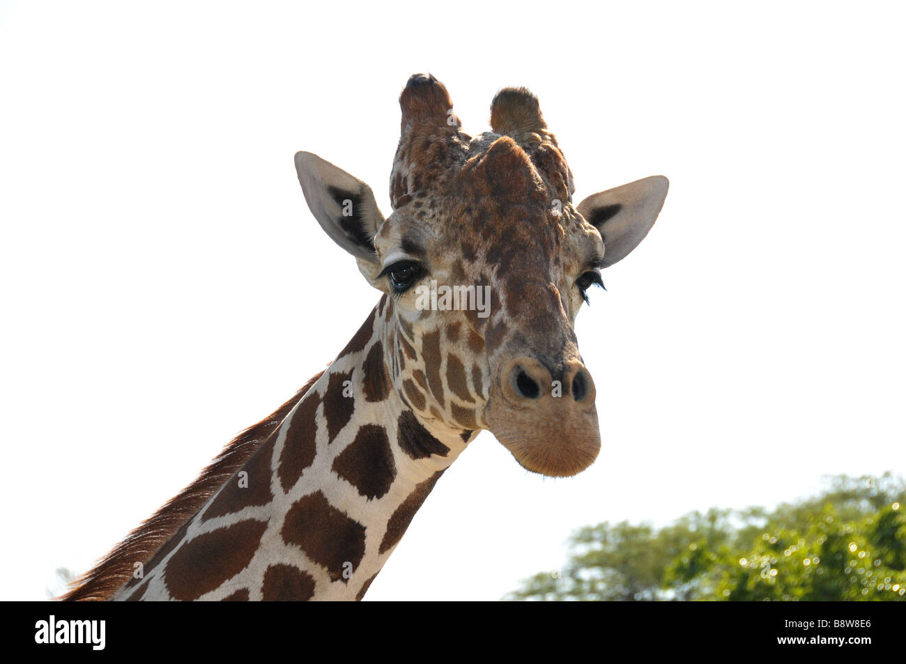 Giraffe Kopf zeigen kurze Hörner. Stockfoto
