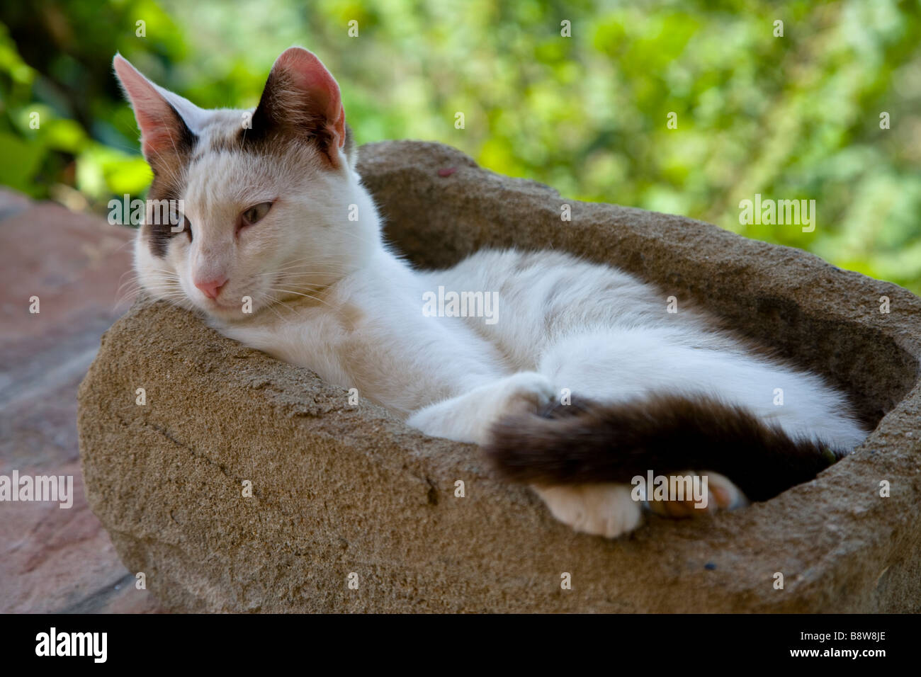 Katze liegend in einem Stein Pflanzer in Toskana, Italien. Stockfoto
