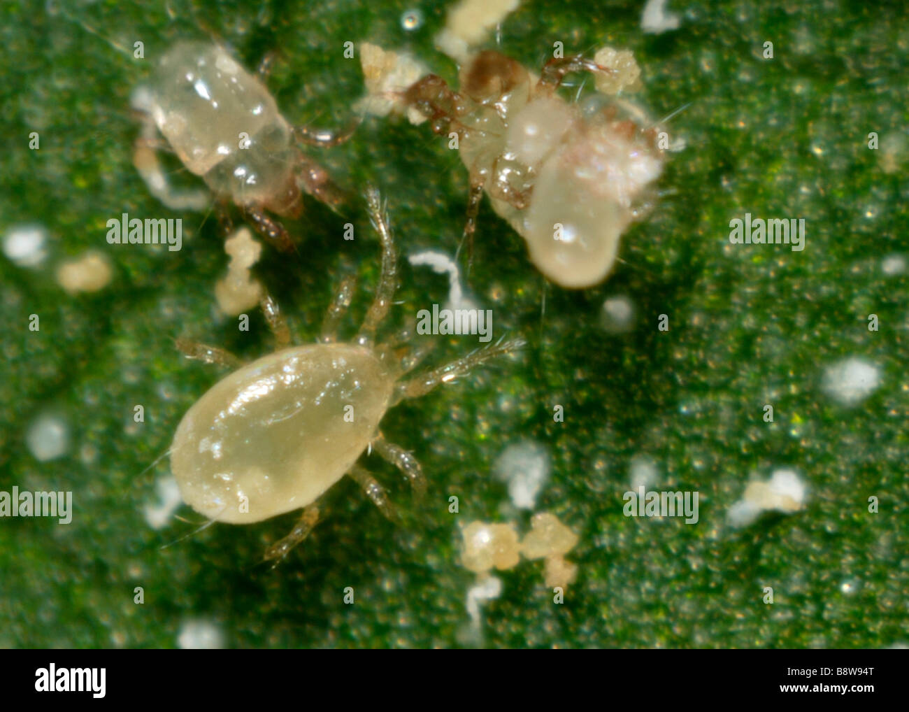 Eine Raubmilbe Amblyseius Andersoni Angriff auf ein Essen Milbe Acarus siro Stockfoto