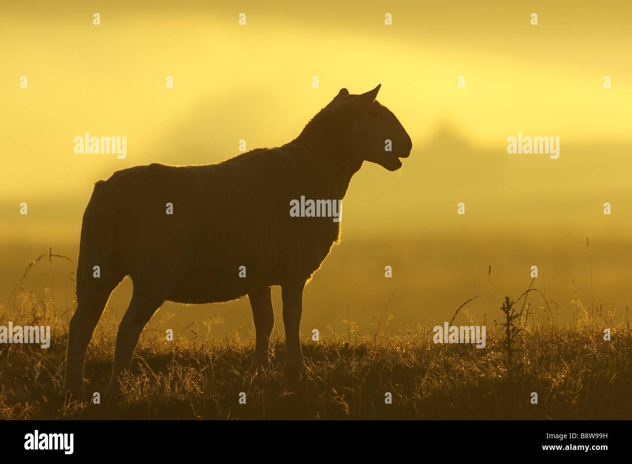 Hausschaf (Ovis Ammon Aries). Silhouette von Cheviot Schafe Ewe im frühen Morgenlicht Stockfoto