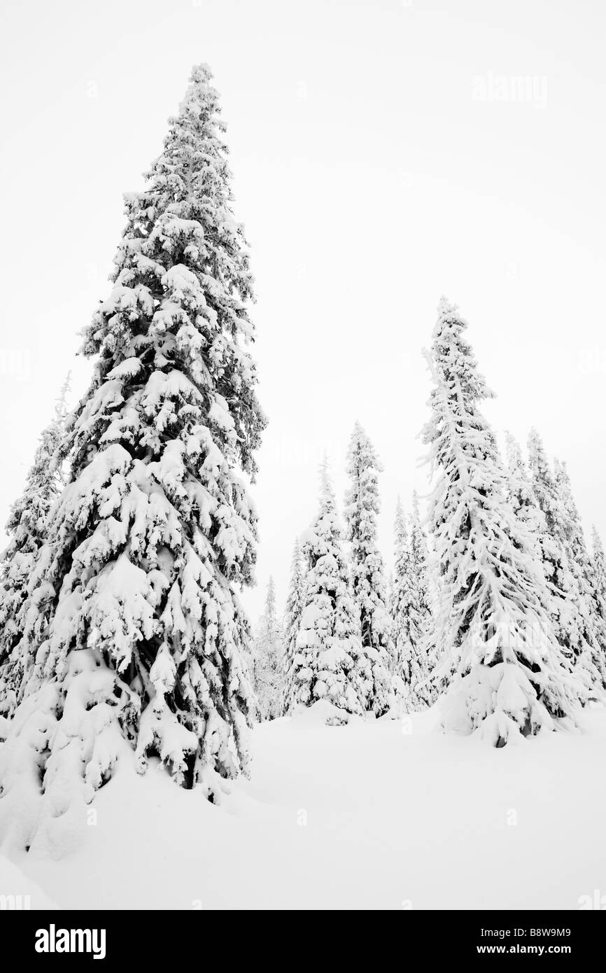 Beladene Bäumen Schnee Stockfoto