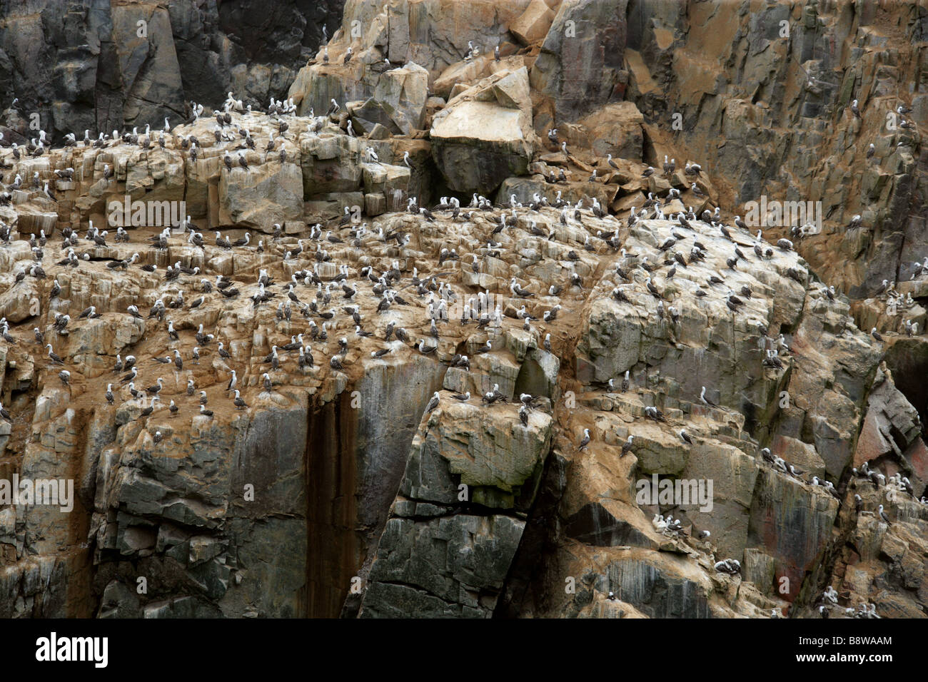 Peruanische Booby Kolonie, Sula variegata, Palomino Insel, Callao Inseln, Lima, Peru, Südamerika Stockfoto