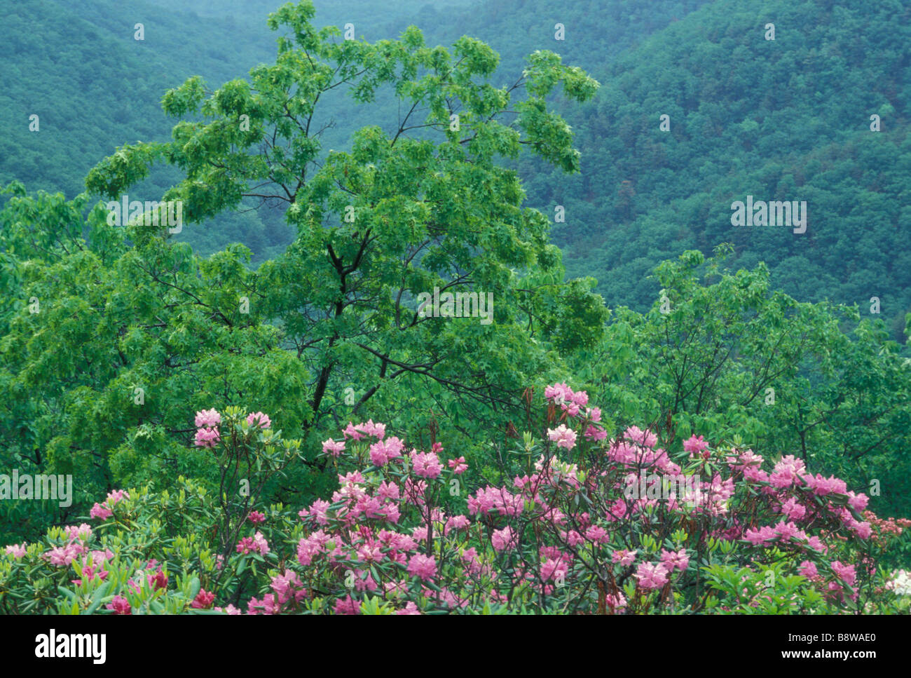 Rhododendren in Blue Ridge Mountains Stockfoto