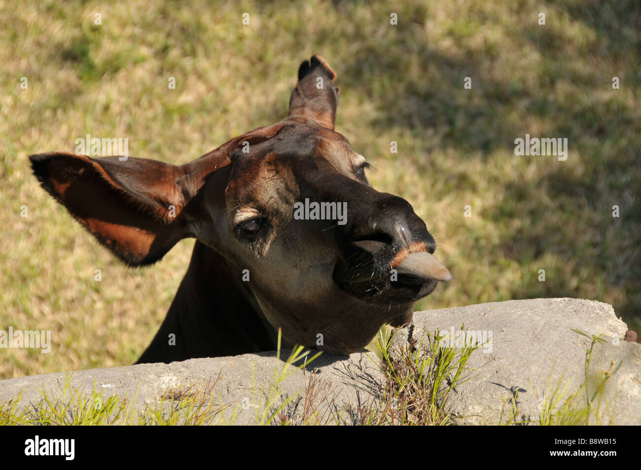 Leiter der Okapi im Zoo. Stockfoto