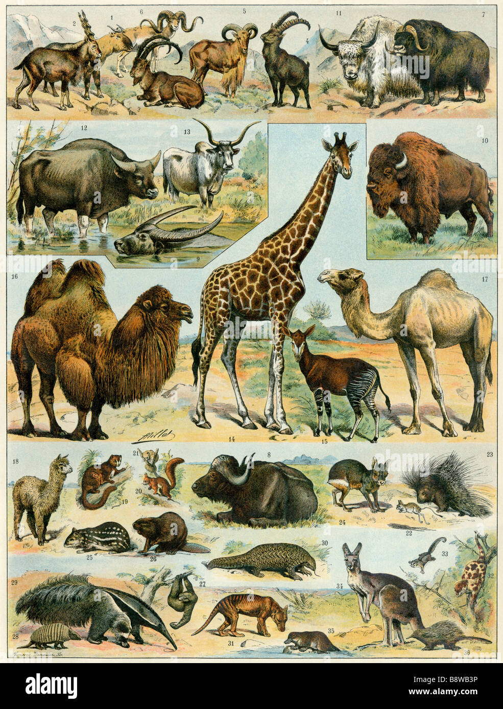 Säugetiere von ariden Regionen. Farblithographie Stockfoto