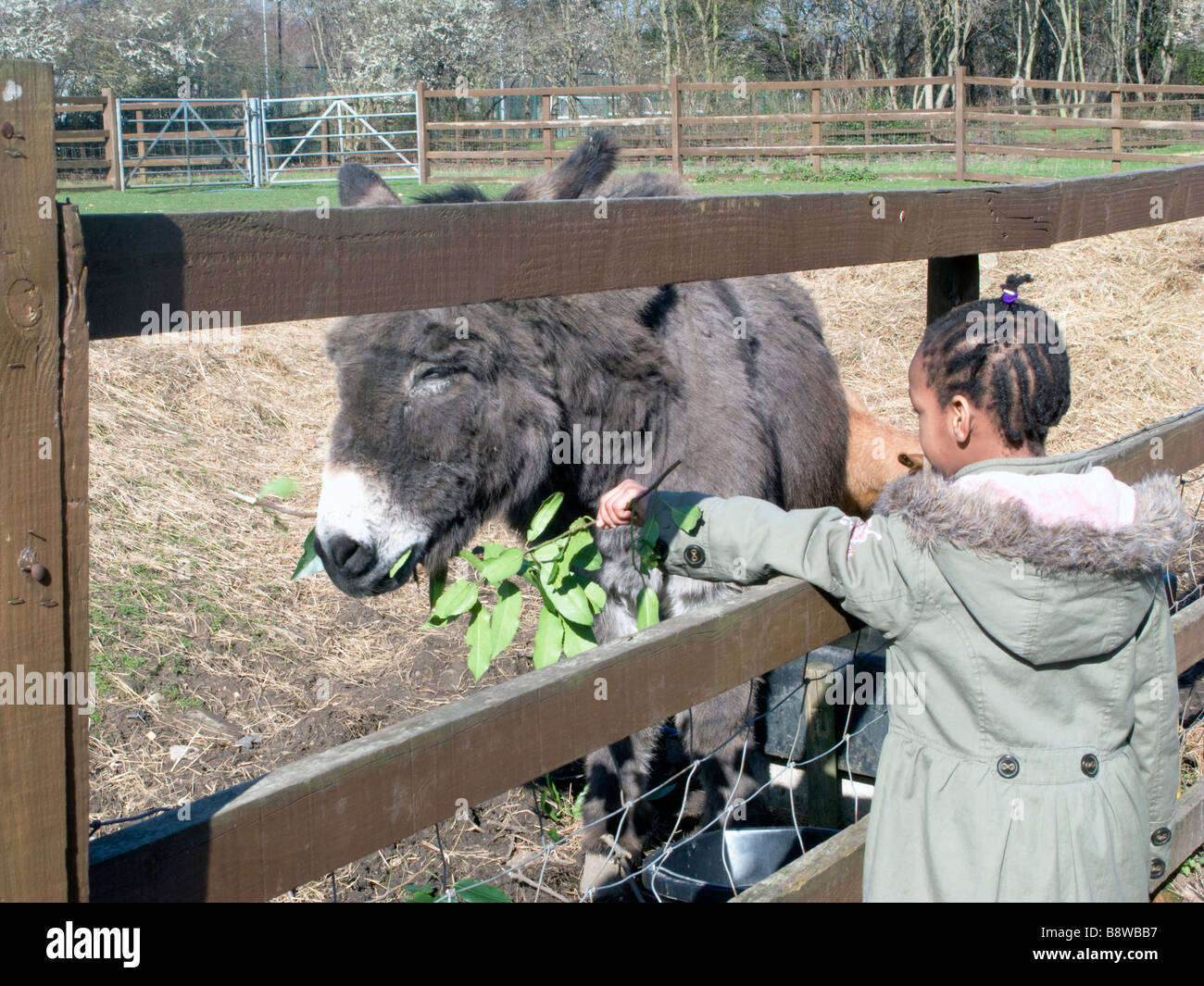 VEREINIGTES KÖNIGREICH. Kinder gemischter ethnischer Herkunft besuchen die Hackney City Farm mit ihren Schulen in Ost-London Stockfoto