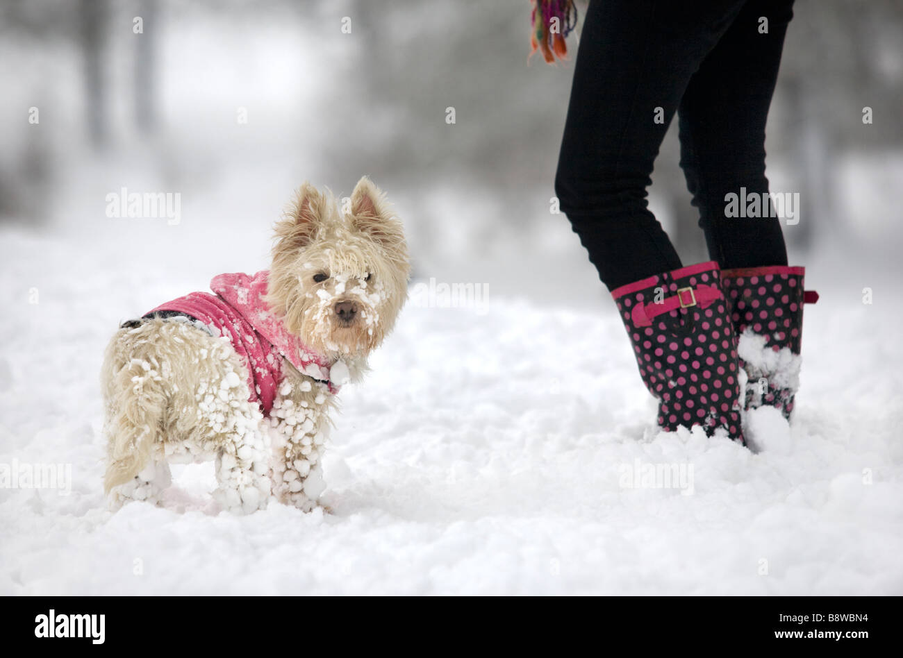 Hund im Wintermantel stehen im Schnee mit seinem Besitzer Stockfoto