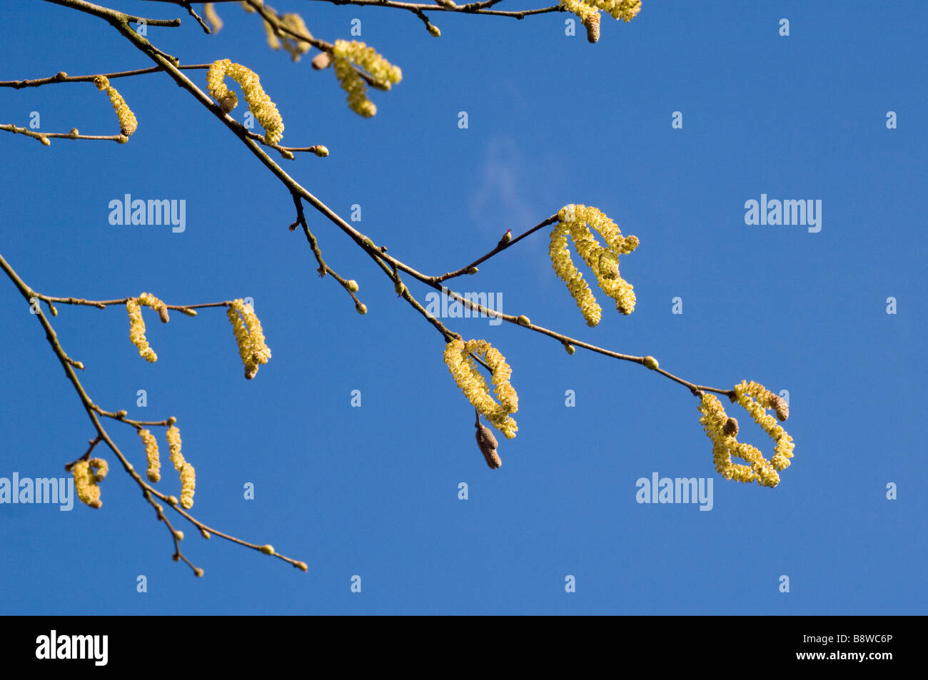 Kätzchen von Hasel, Corylus Avellana, hängen von den Baum im Frühling Stockfoto