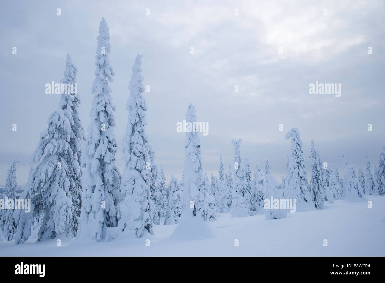 Beladene Bäumen Schnee Stockfoto