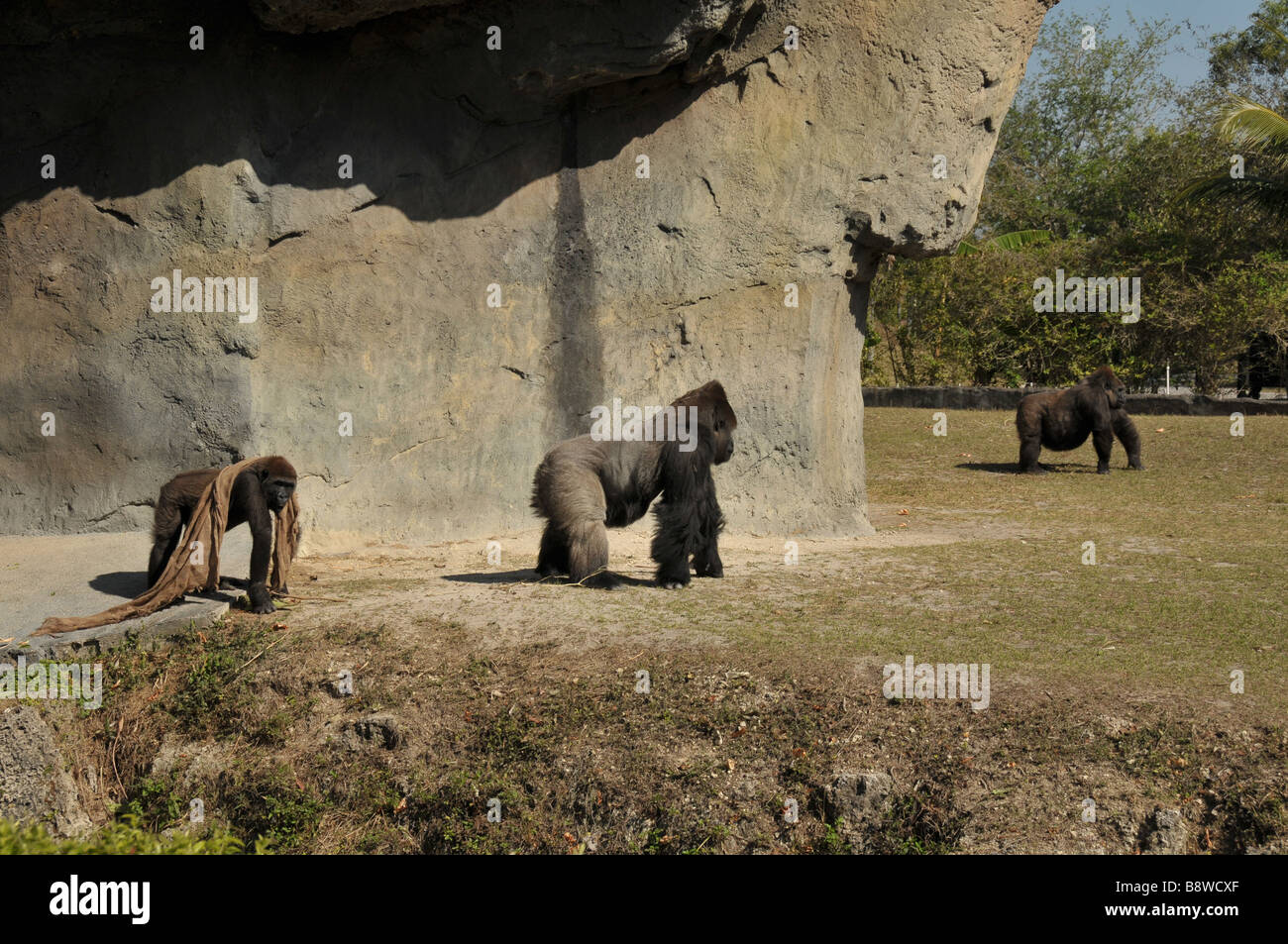 Männliche und weibliche Tiefland Gorillas. Stockfoto