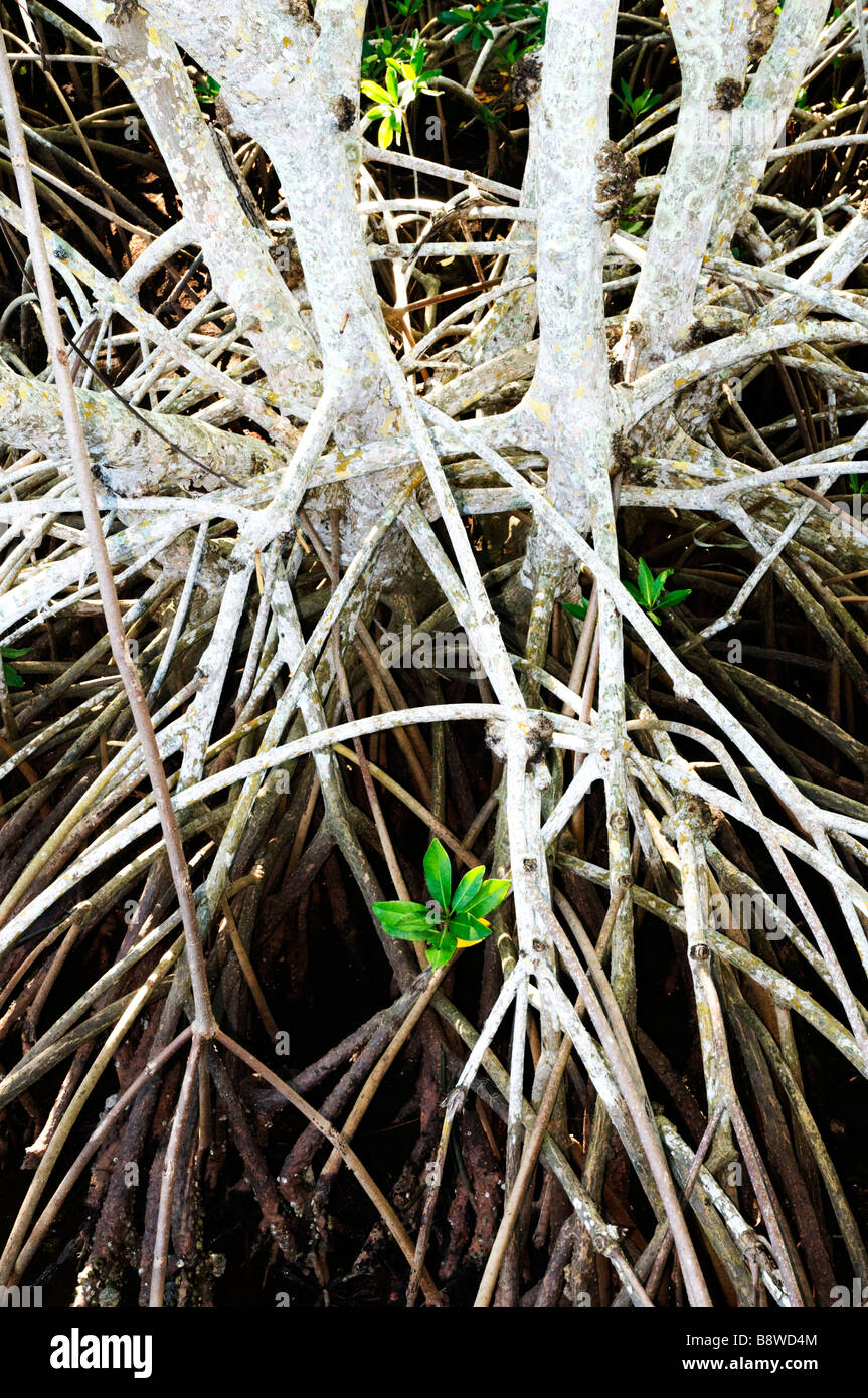 Rote Mangroven Wurzeln Stockfoto
