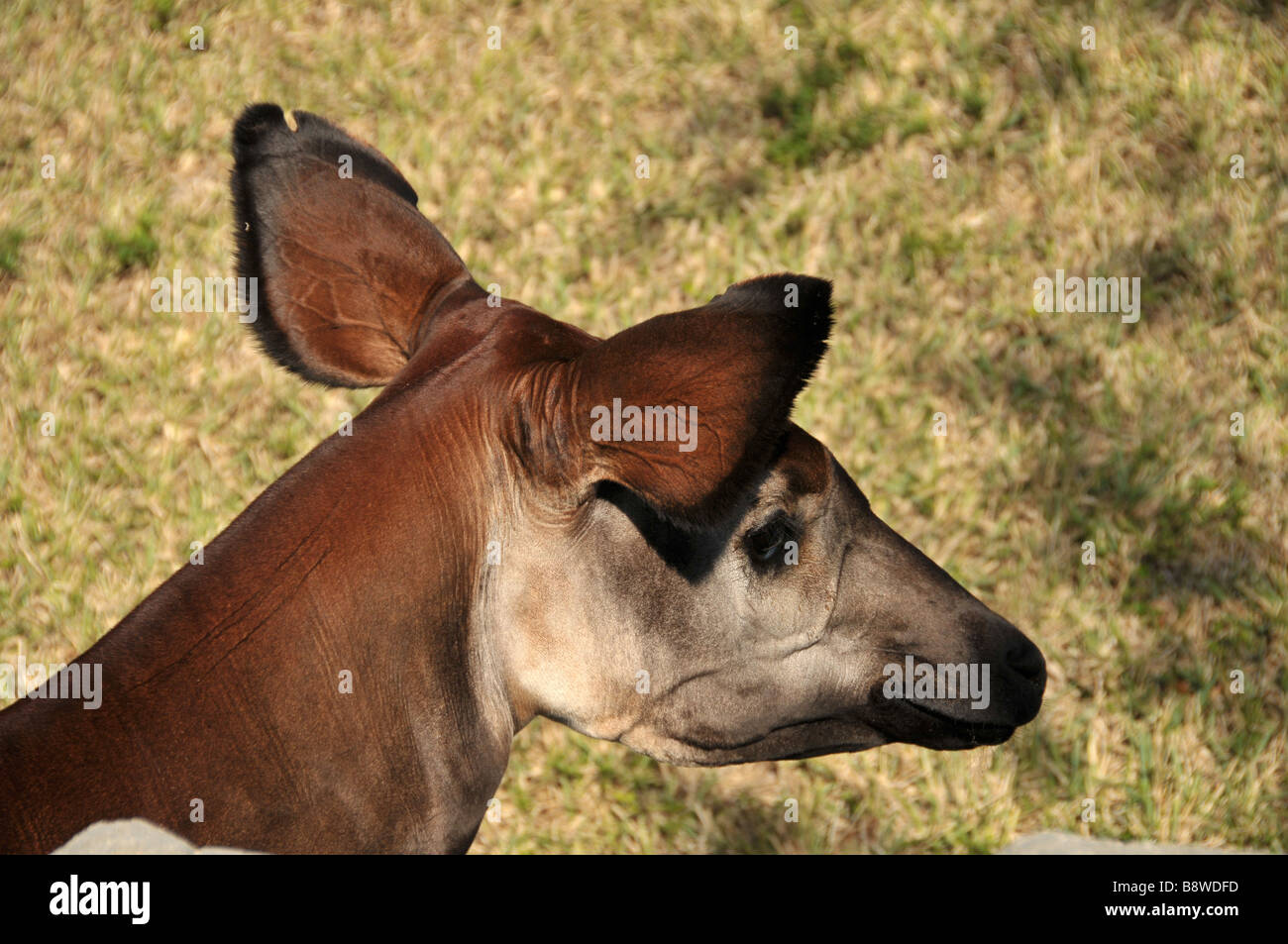 Leiter der Okapi im Zoo. Stockfoto