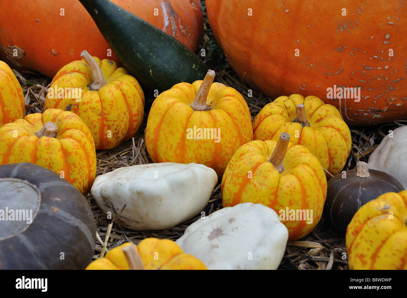 Kürbisse Stockfoto