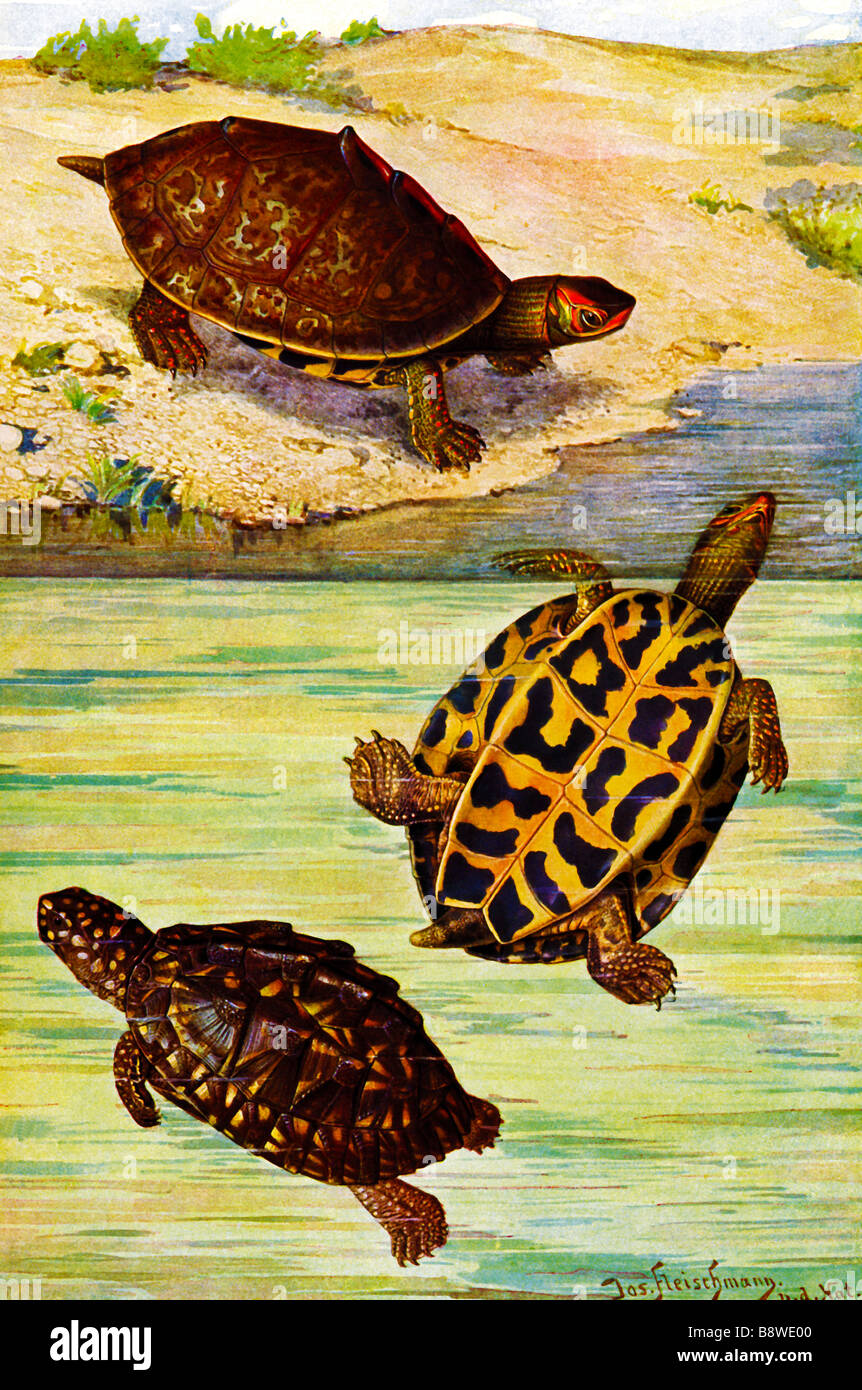 Indische Roofed Schildkröte (Kachuga Tecta), schwarzen Sumpfschildkröte oder gefleckte Schildkröte Stockfoto