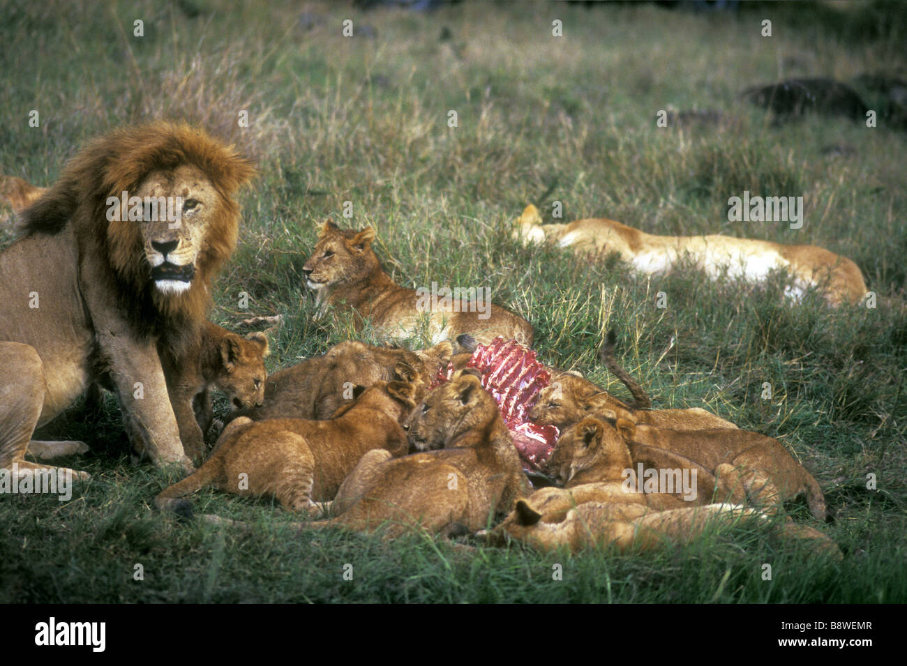 Löwe stolz auf einen Kill ältere männliche mit feinen Mähne Feeds neben Gruppe von zehn jungen Masai Mara National Reserve Kenia in Ostafrika Stockfoto