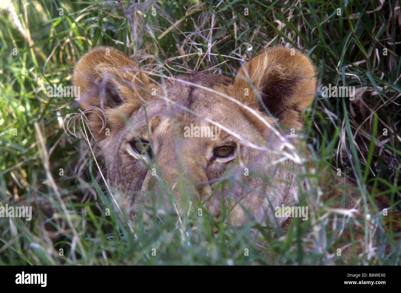 Alert Löwin gerade Beute aus Versteck unter lange Gras- und Unterholz Serengeti Nationalpark Tansania Ostafrika Stockfoto
