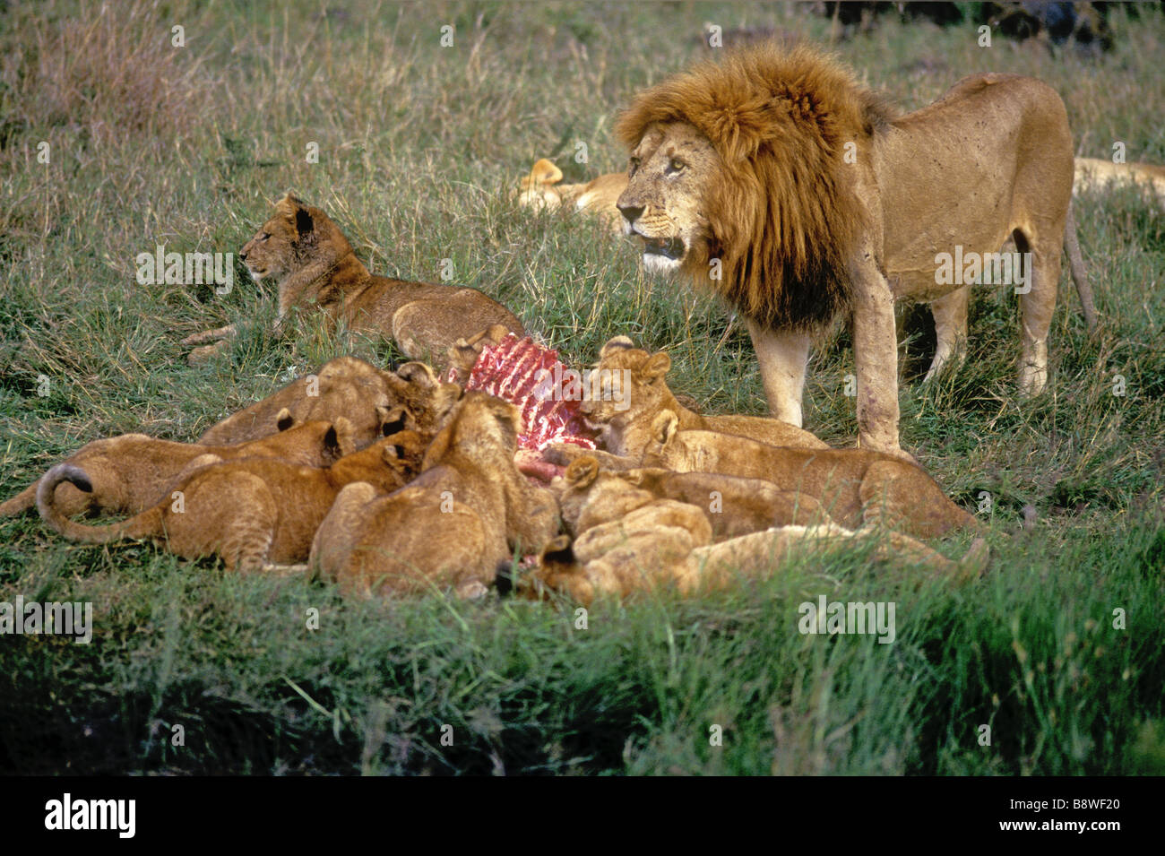 Löwe stolz auf einen Kill ältere männliche mit feinen Mähne steht über eine Gruppe von zehn jungen Masai Mara National Reserve Kenia in Ostafrika Stockfoto