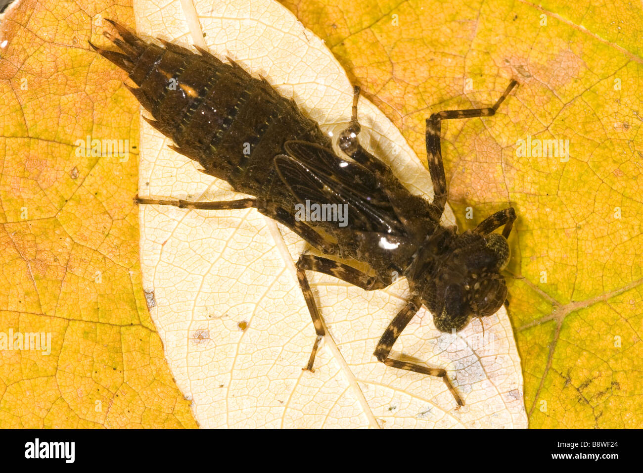 Libellenlarven Stockfoto
