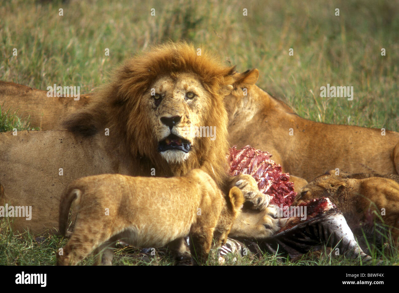 Löwe stolz auf einen Kill Masai Mara National Reserve Kenia in Ostafrika Stockfoto