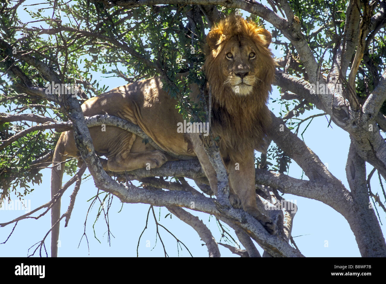 Alert Reifen männliche Löwen in die Äste und Baumkronen ein Balanites Baum-Masai Mara National Reserve Kenia in Ostafrika Stockfoto
