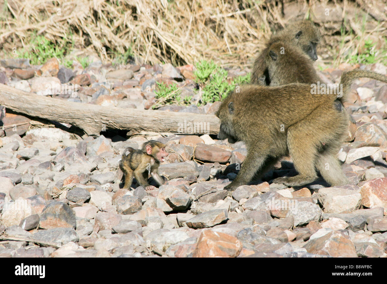 Auch genannt Afrika Tansania Serengeti Nationalpark Olive Baboon Papio Anubis Anubis Pavian Mutter Interaktion mit jungen Stockfoto