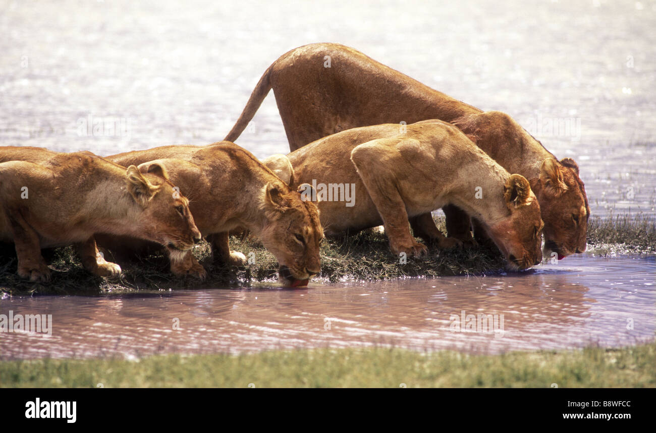 Vier Löwinnen trinken an einem Pool Ngorongoro Krater Tansania Ostafrika Stockfoto