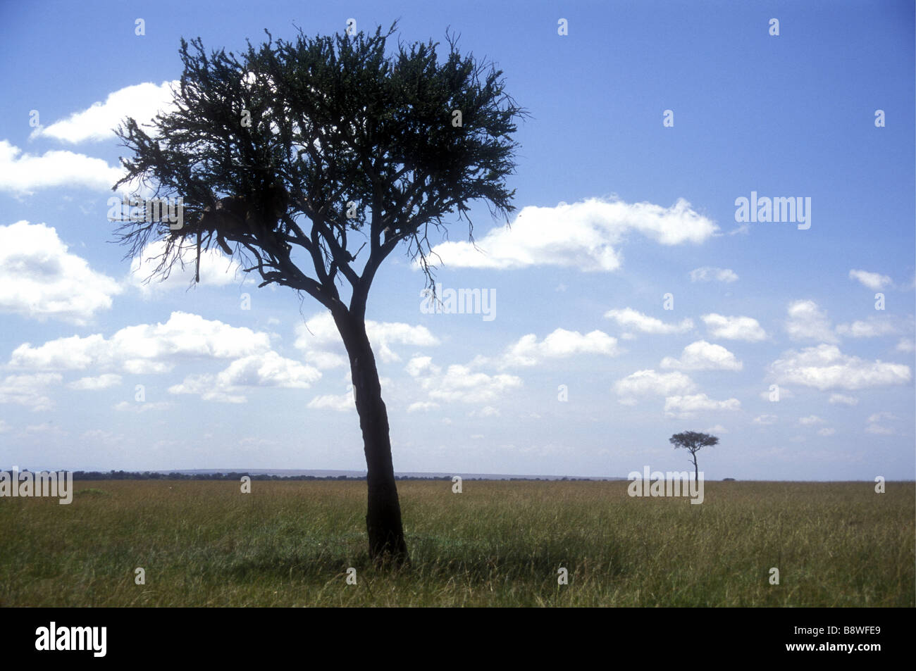 Balanites Baum auf offenen Grasebenen mit reifer männlicher Löwe, verborgen in den Baumkronen Masai Mara National Reserve Kenia in Ostafrika Stockfoto