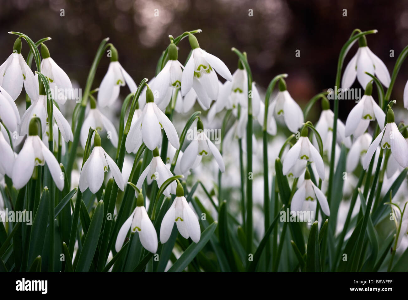 Schneeglöckchen, Galanthus Nivalis, UK Stockfoto