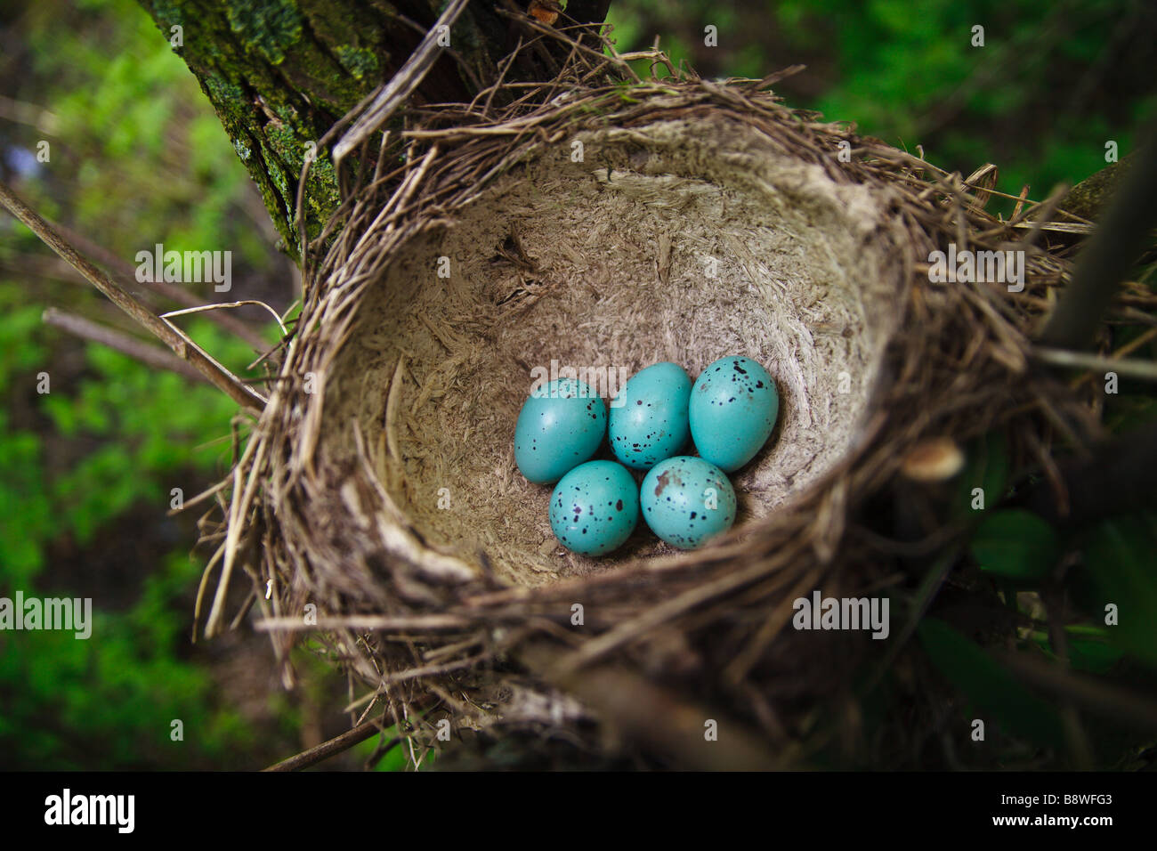 Sechs Eiern in ein Nest von einer Singdrossel Farbe Eier für Ostern Stockfoto