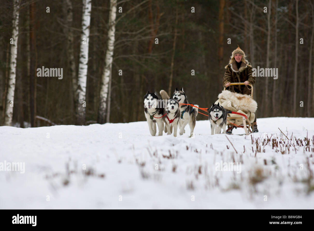 Schlittenhunde zieht einen Schlitten Stockfoto