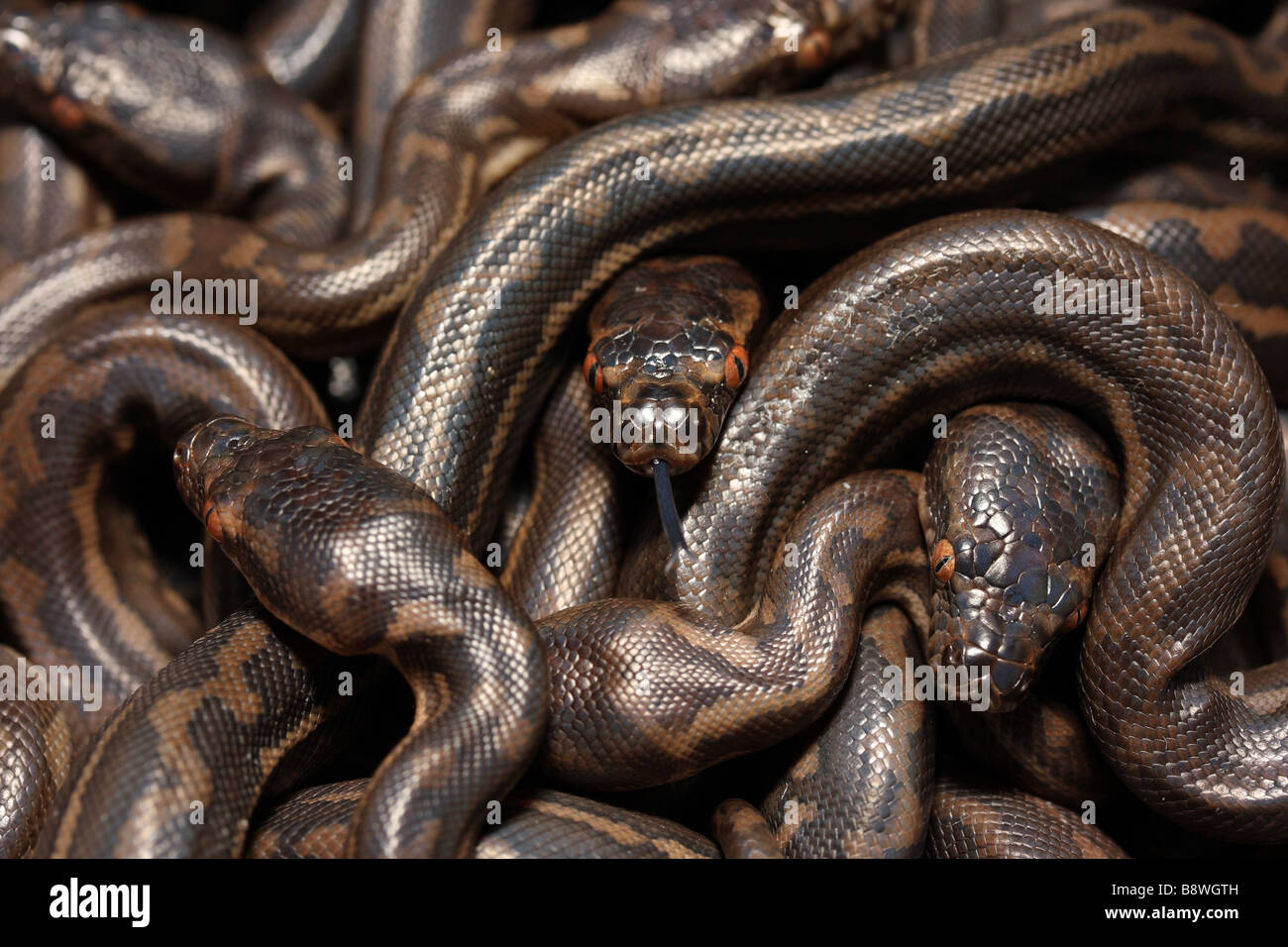 Australische Teppich Python Jungtiere Stockfoto