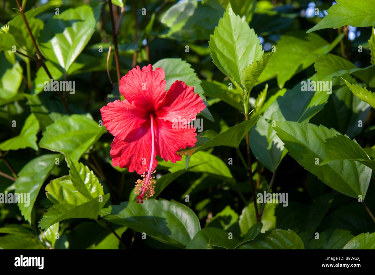Eine rote Hibiskusblüte auf einem Hintergrund von Grün Stockfoto