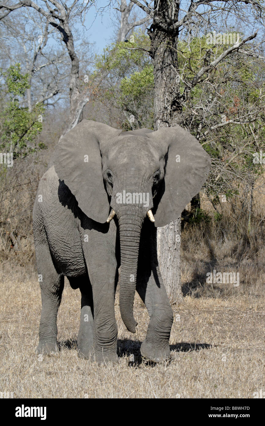 Afrikanischer Elefant am Wasserloch (Wild) trinken Stockfoto