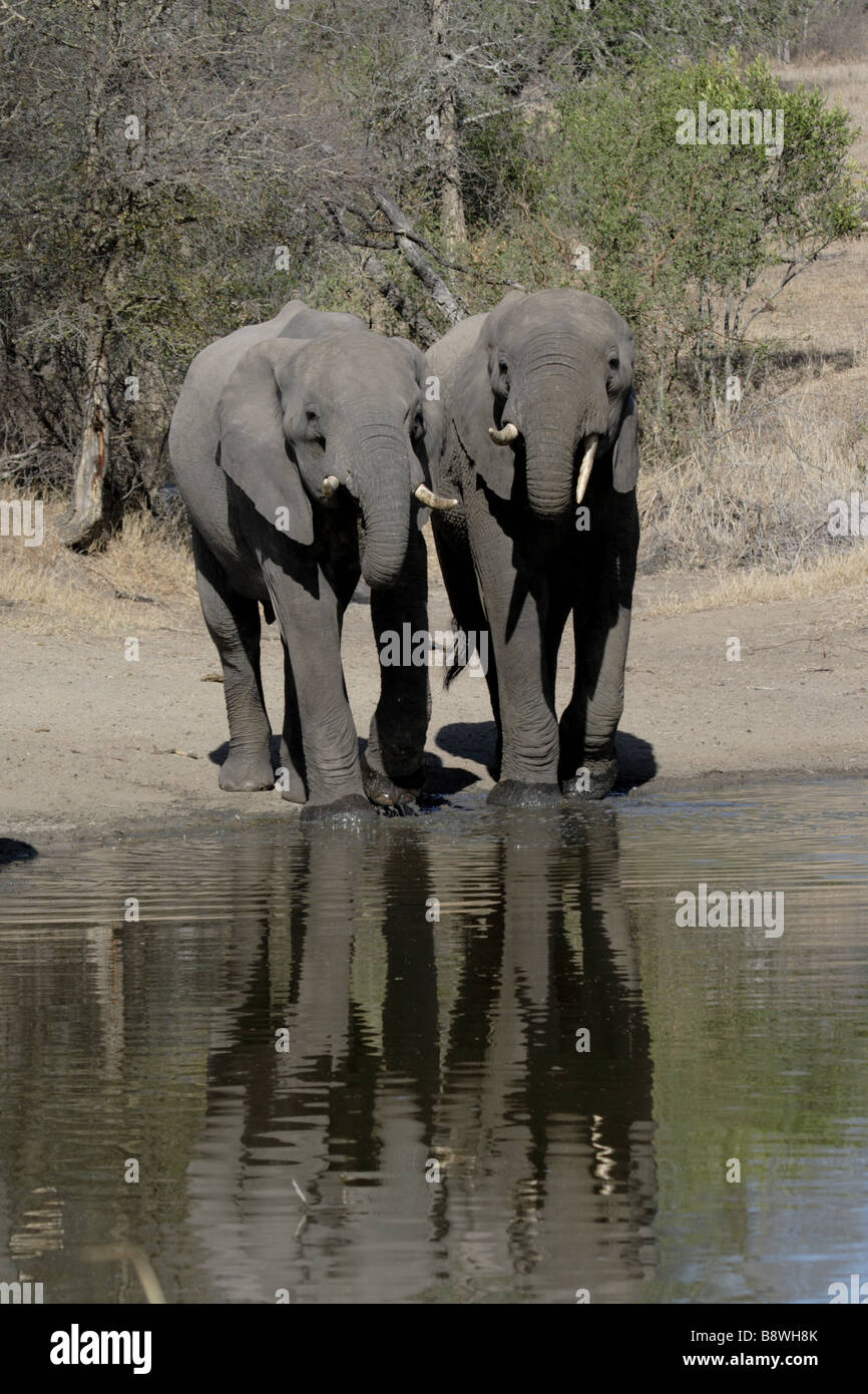 Afrikanische Elefanten am Wasserloch (Wild) trinken Stockfoto