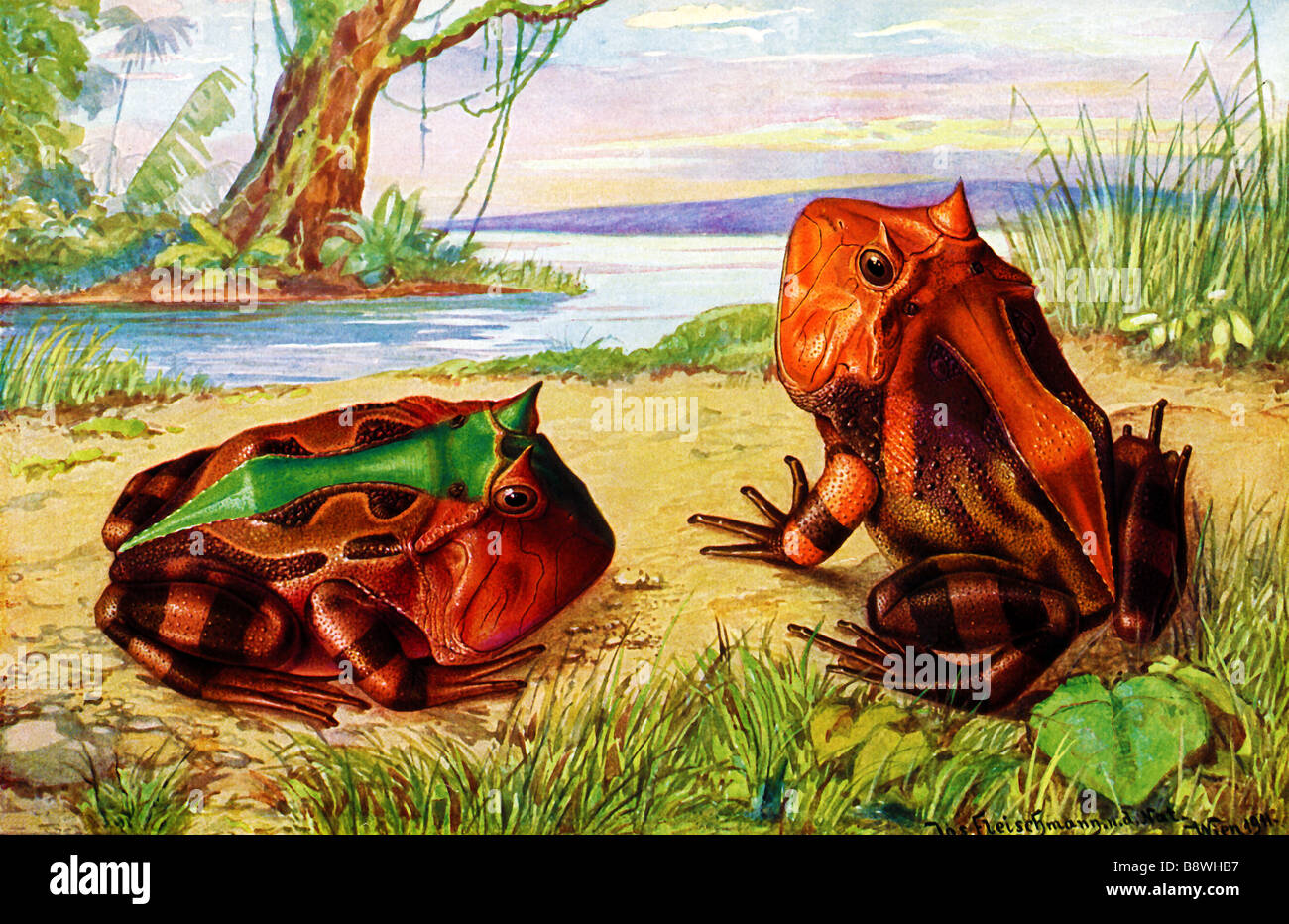 Surinam gehörnten Frosch (Ceratophrys Cornuta), Amazonas gehörnten Frosch Stockfoto