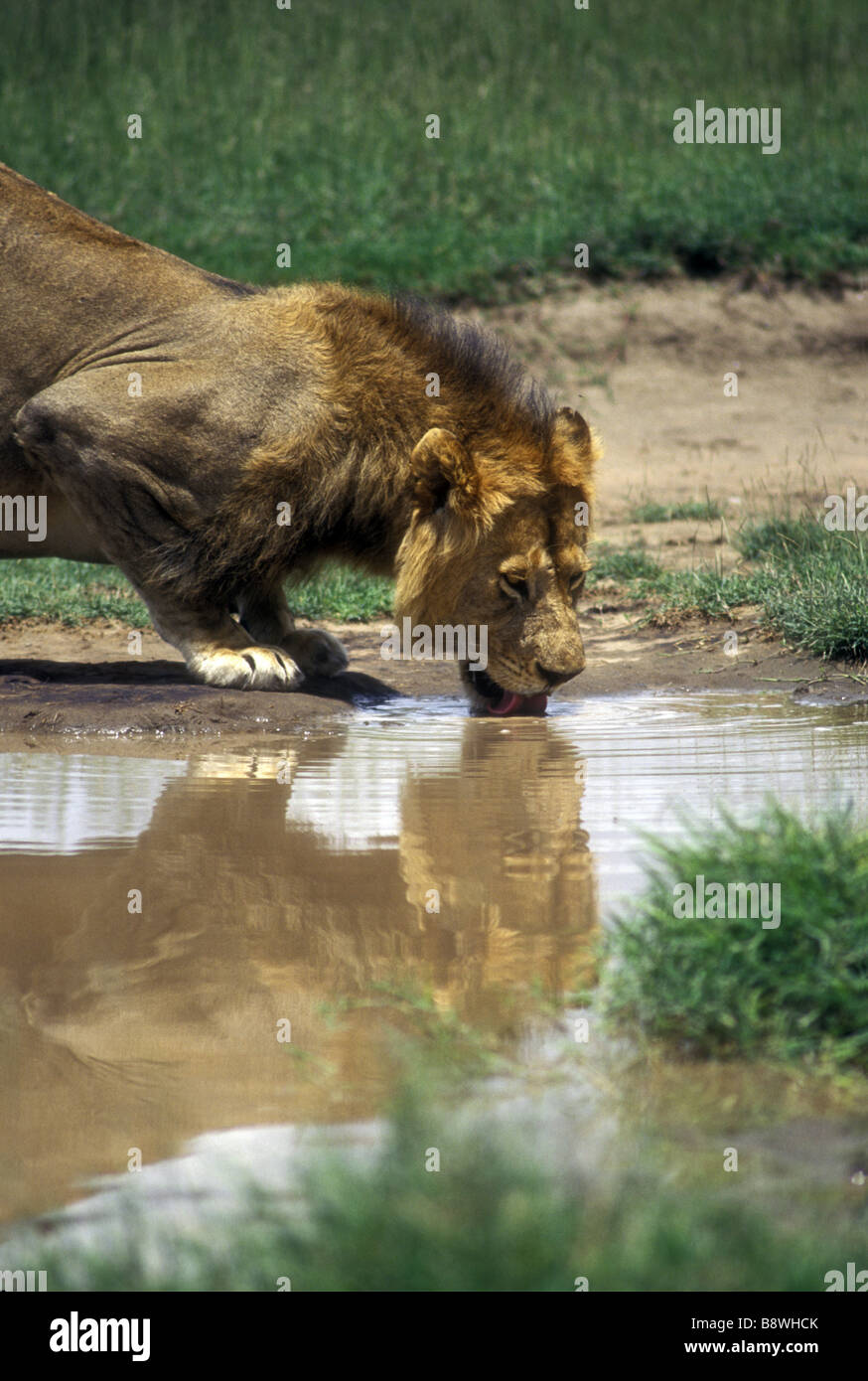 Reifen männlichen Löwen mit guten Mähne, trinken aus einem Pool im Serengeti Nationalpark Tansania Ostafrika Stockfoto