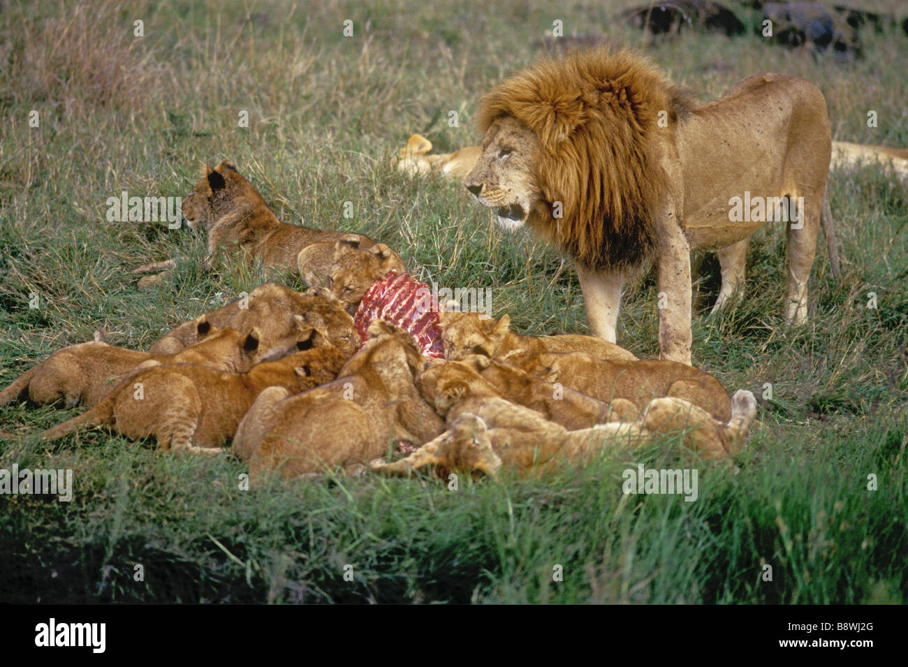 Löwe stolz auf einen Kill ältere männliche mit feinen Mähne steht über eine Gruppe von elf jungen Masai Mara National Reserve Kenia in Ostafrika Stockfoto