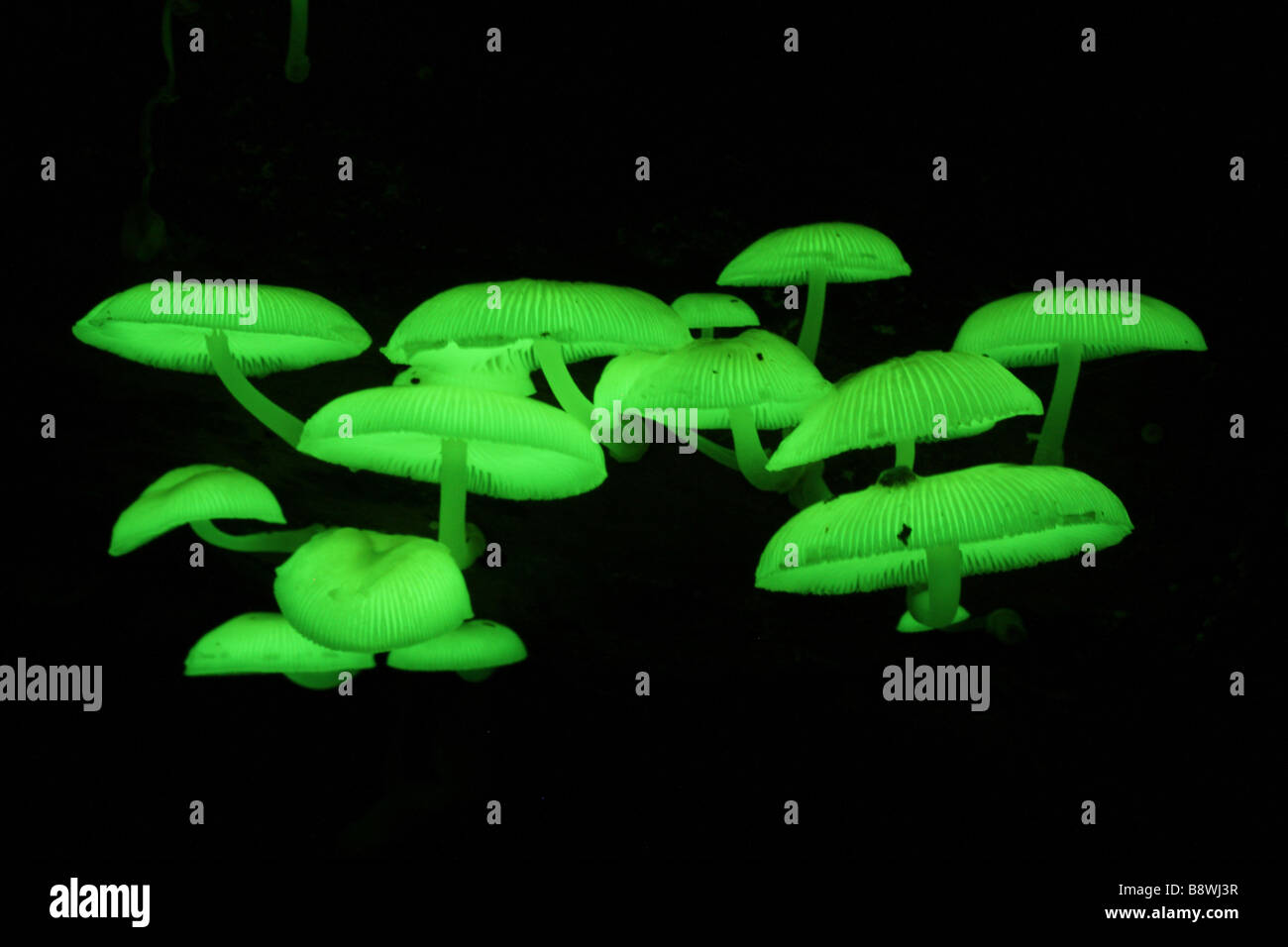 Eine Gruppe von natürlich leuchtende Pilze aus einer australischen Regenwald Stockfoto