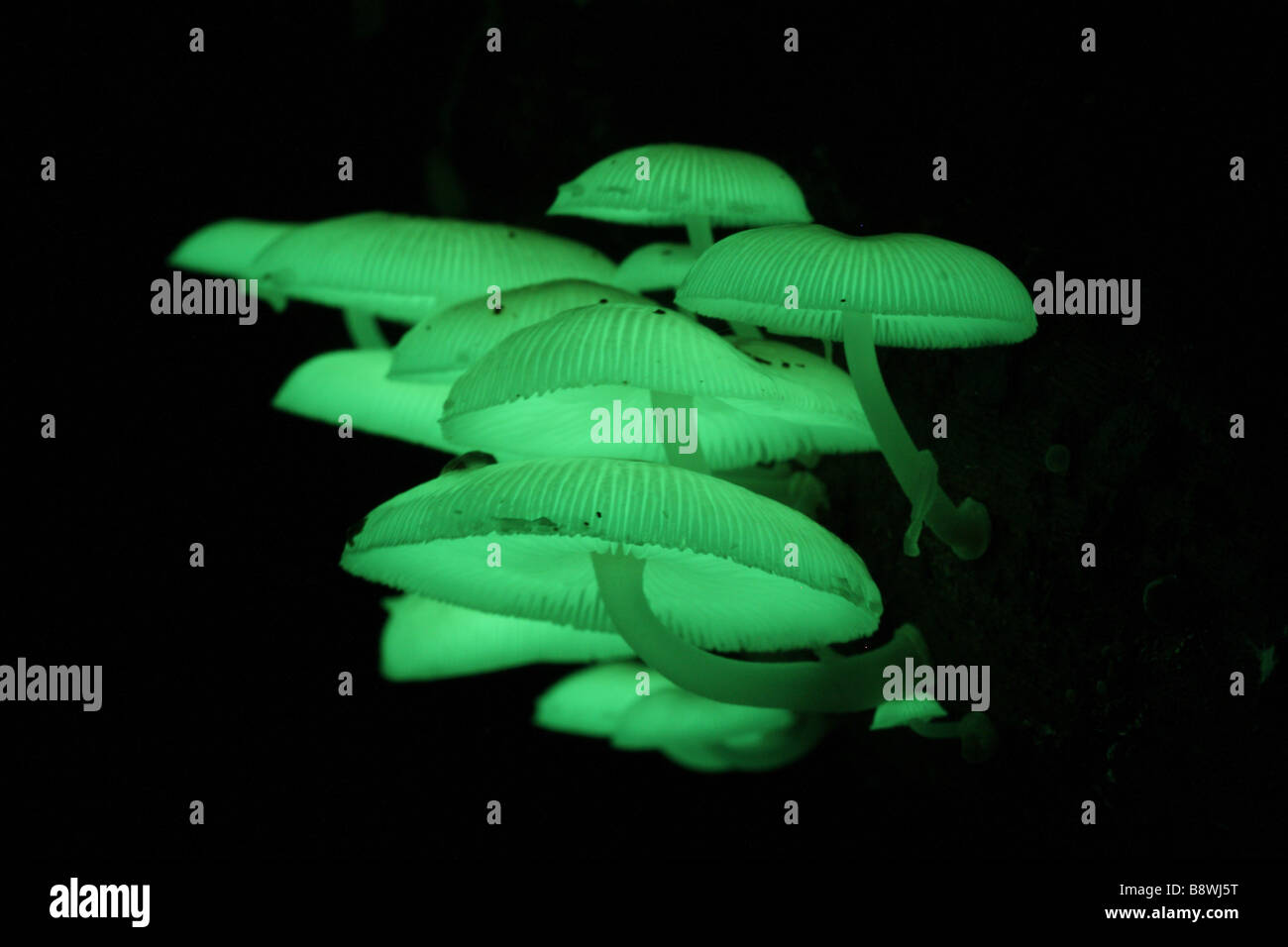 Eine Gruppe von natürlich leuchtende Pilze aus einer australischen Regenwald Stockfoto