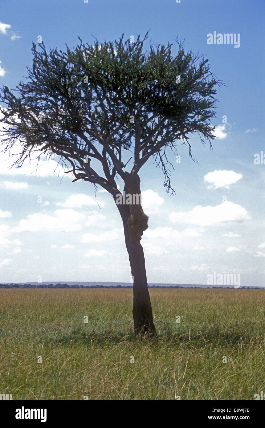 Reifen männliche Löwen Abstieg vom Äste und Baumkronen ein Balanites Baum-Masai Mara National Reserve Kenia in Ostafrika Stockfoto