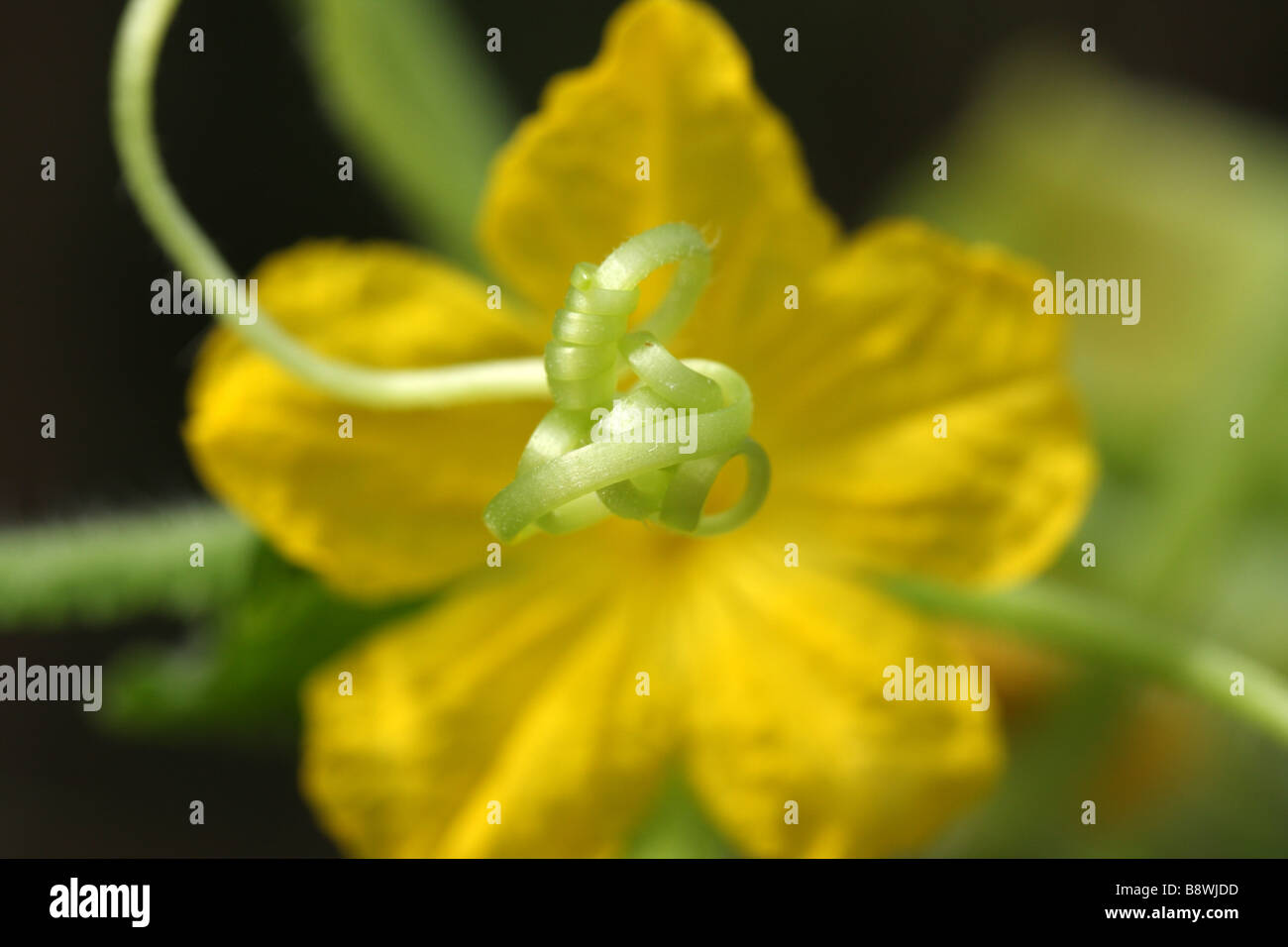 Eine Ranke und Blume von einer Zucchini-Rebe Stockfoto