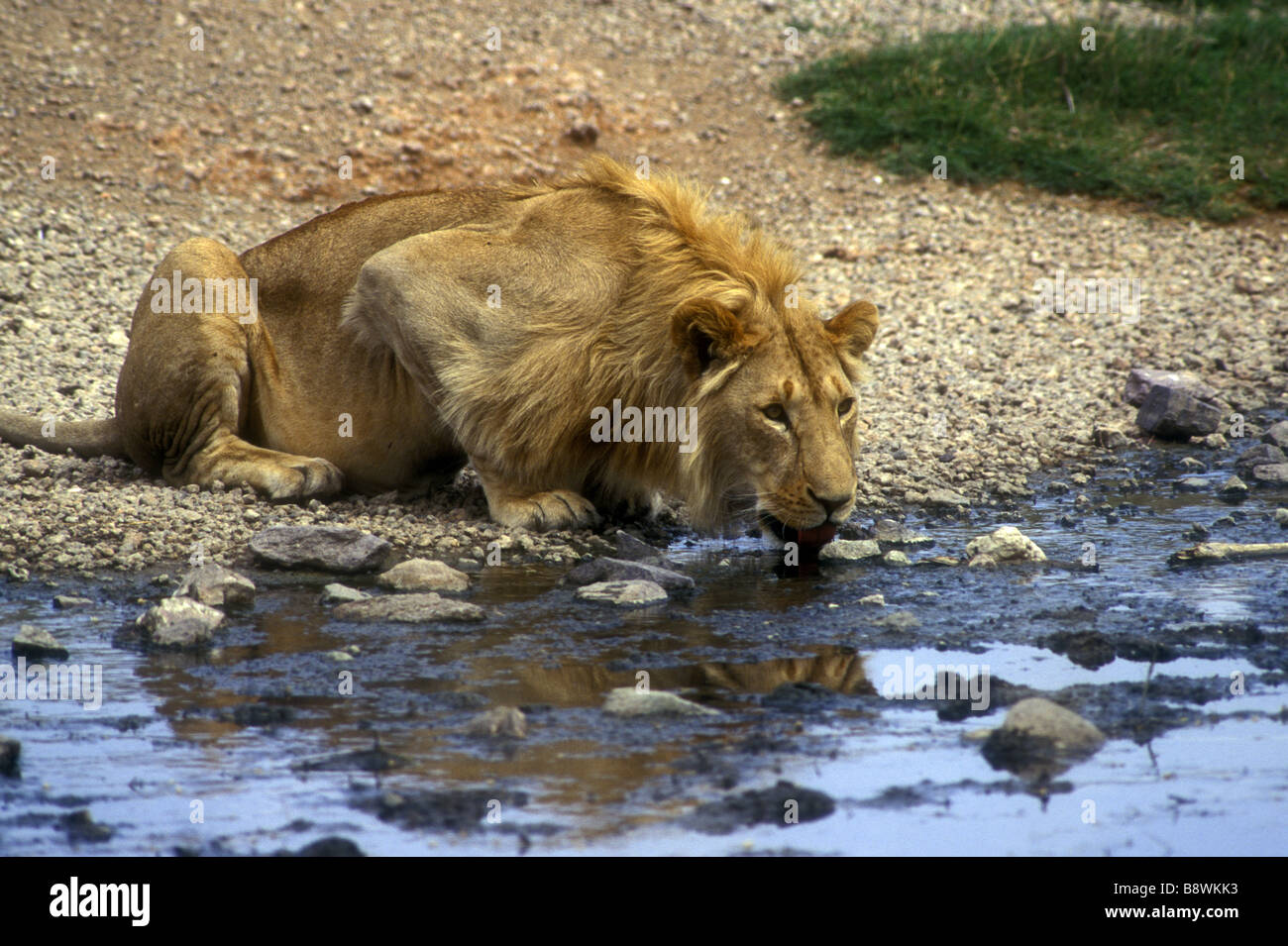 Junge männliche Löwen trinken aus der Seronera River Serengeti Nationalpark Tansania Ostafrika Stockfoto