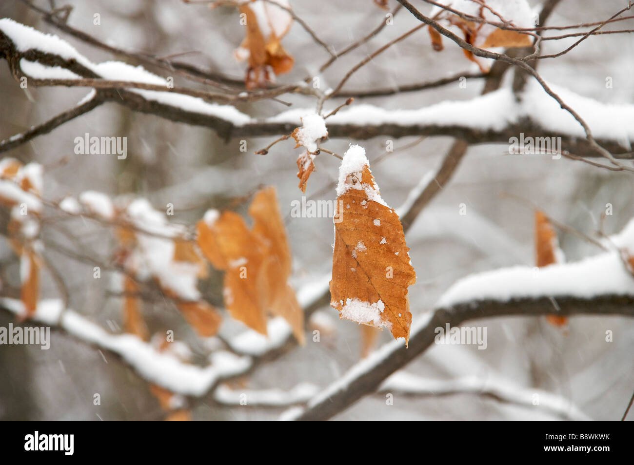 Tot Blätter noch hängende auf Zweige mit Schnee bedeckt Stockfoto