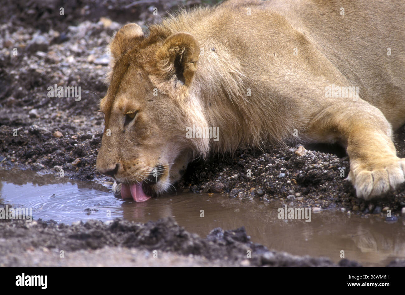 Nahaufnahme von jungen männlichen Löwen trinken aus einem Pool Serengeti Nationalpark Tansania Ostafrika Stockfoto