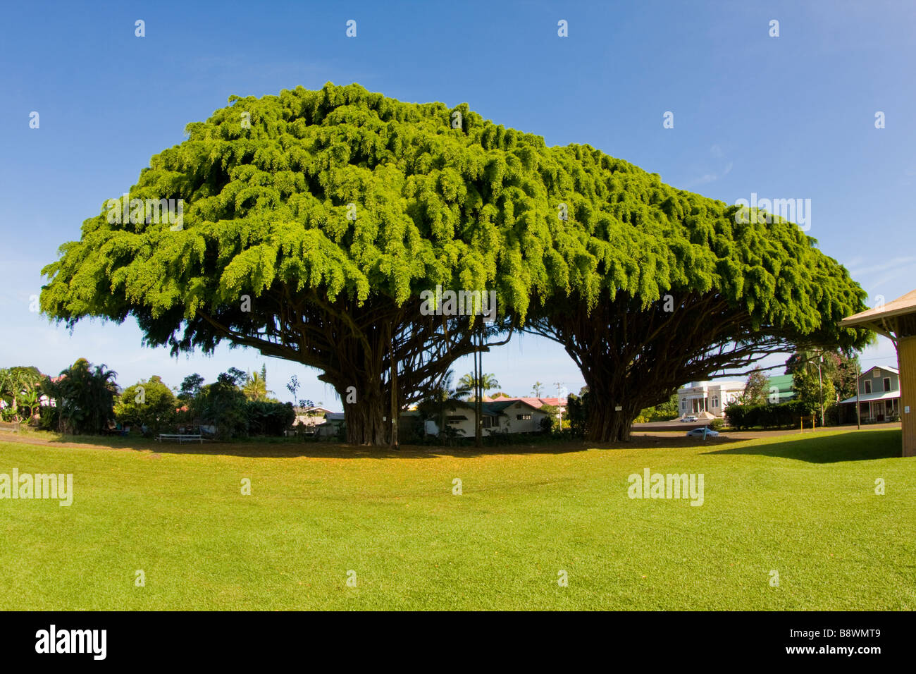 Zwei riesigen Banyan-Bäume in der Nähe von alten Mamalahoa Highway in Honomu, Big Island, Hawaii, USA. Stockfoto
