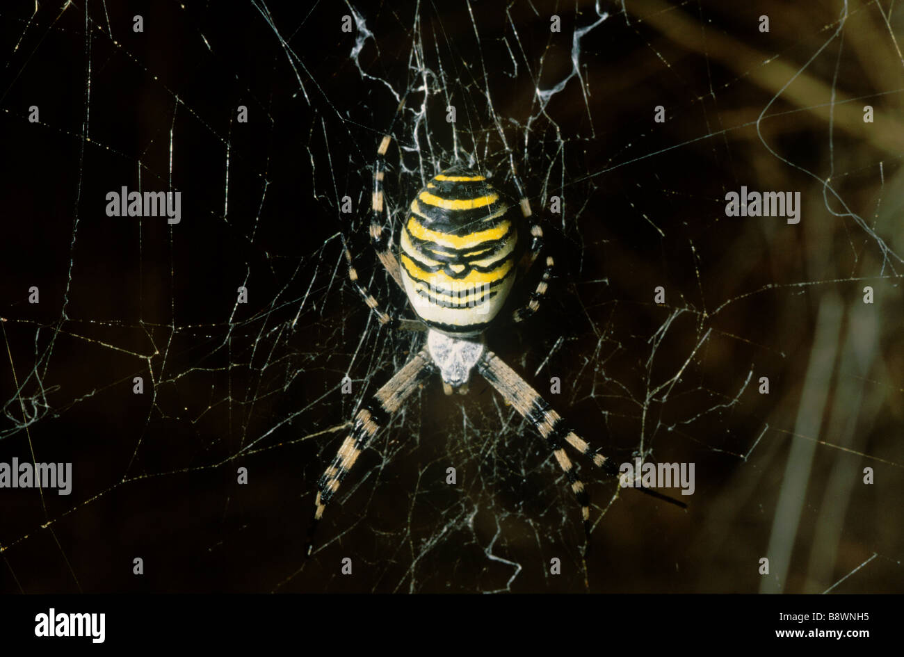 Wasp Spider (Argiope Bruenichii) Stockfoto