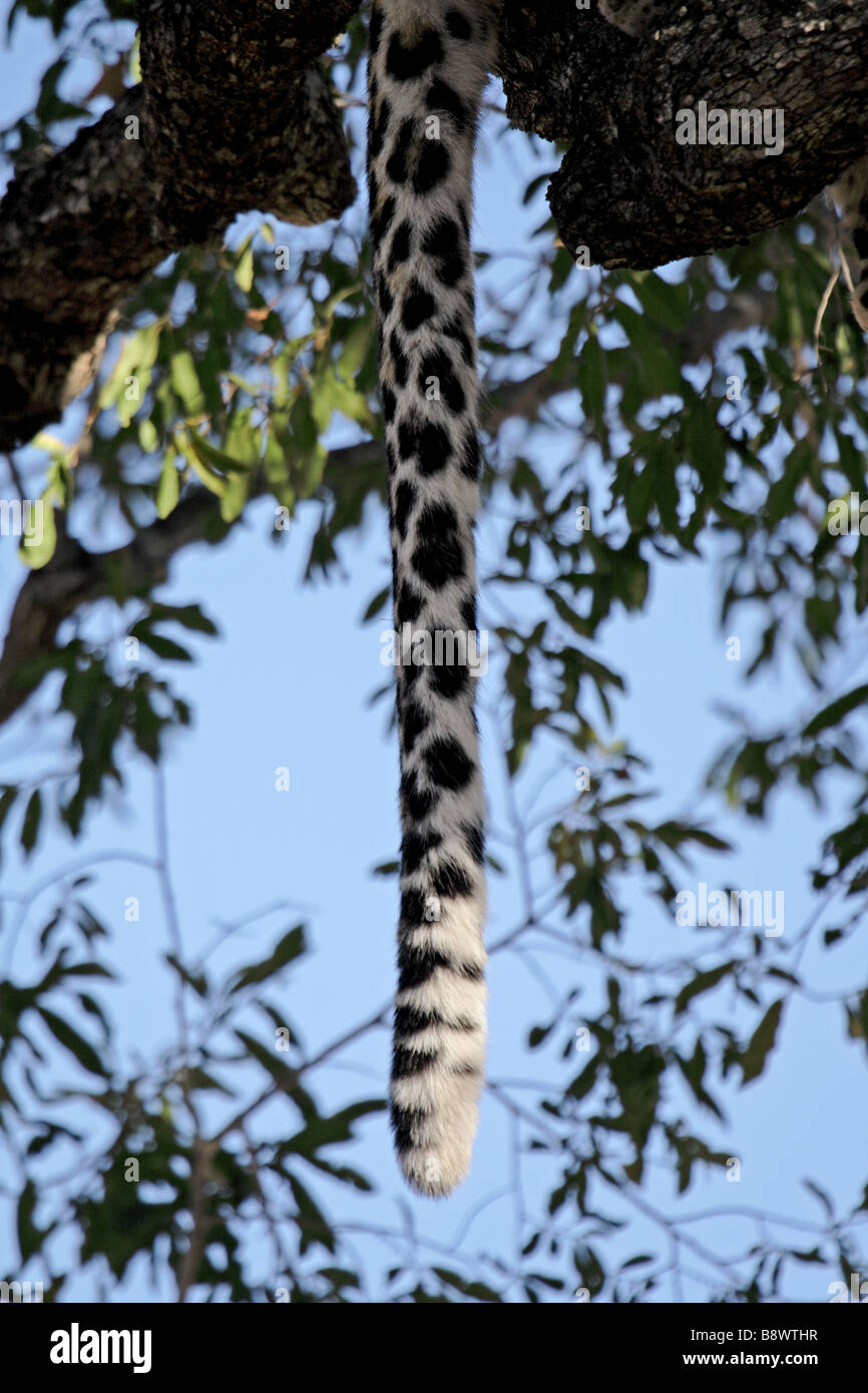 Weibliche Leoparden Rute hängend von einem Baum (Wild) Stockfoto